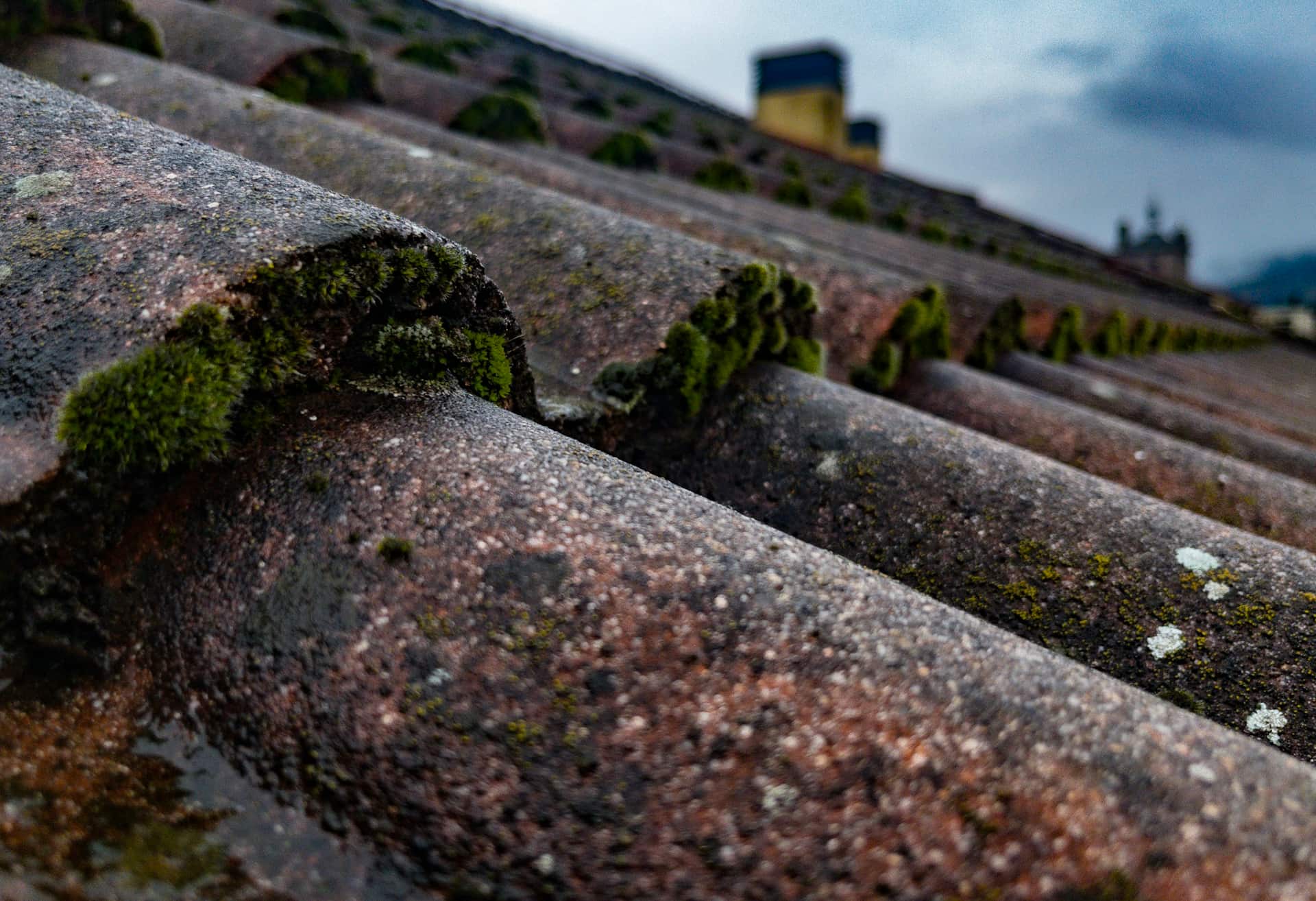 Green moss and organic growth spreading across weathered roof tiles